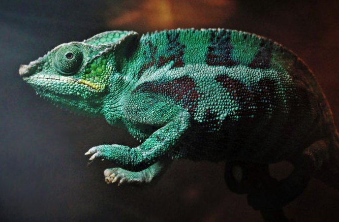 Photo of a green chameleon.
