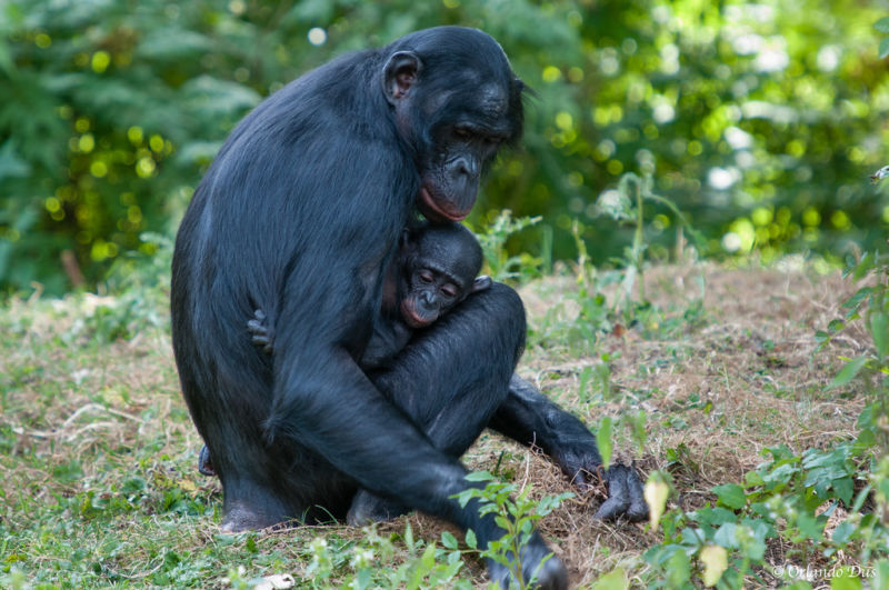 Bonobos carrying the footprint of an ancient, extinct species of ape.