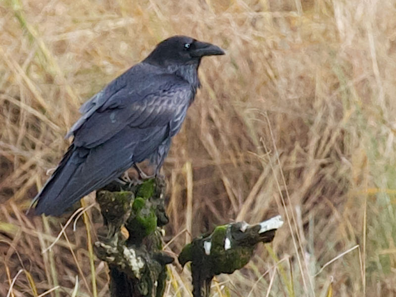 Image of a large black bird.