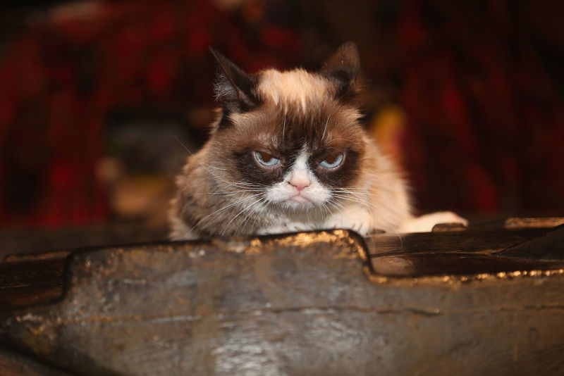 Grumpy Cat poses on the set as she makes her broadway debut in "Cats" on Broadway at The Neil Simon Theatre on September 30, 2016 in New York City. 
