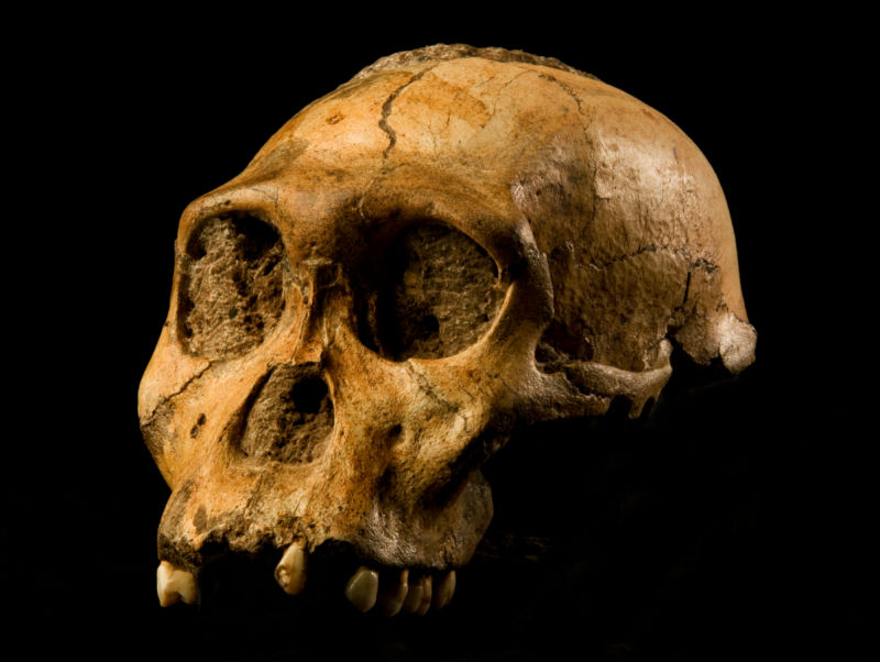 Photo of A. sediba skull.