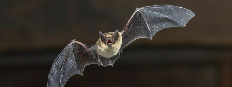 Image of a bat in flight.