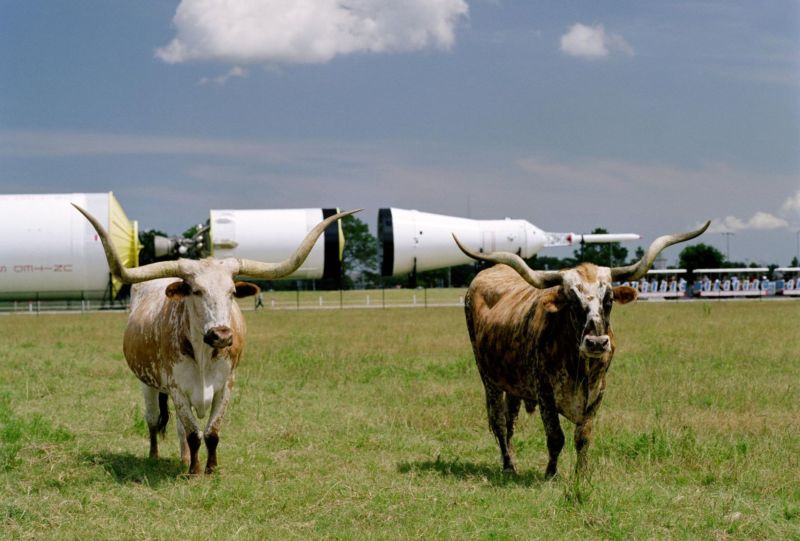 Since Apollo, NASA's human spaceflight plans for deep space have been all hat and no cattle. Unlike this photo of two cattle in Johnson Space Center's Rocket Park.