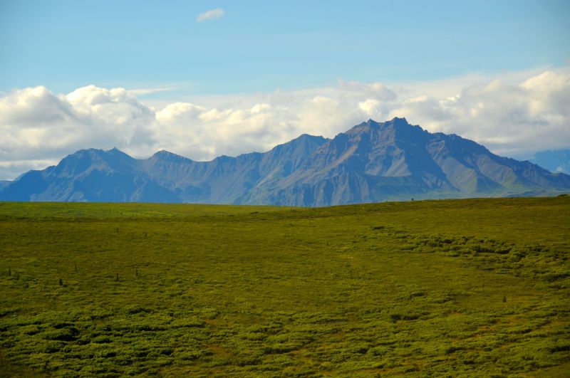 The study took place near Denali National Park, pictured here.